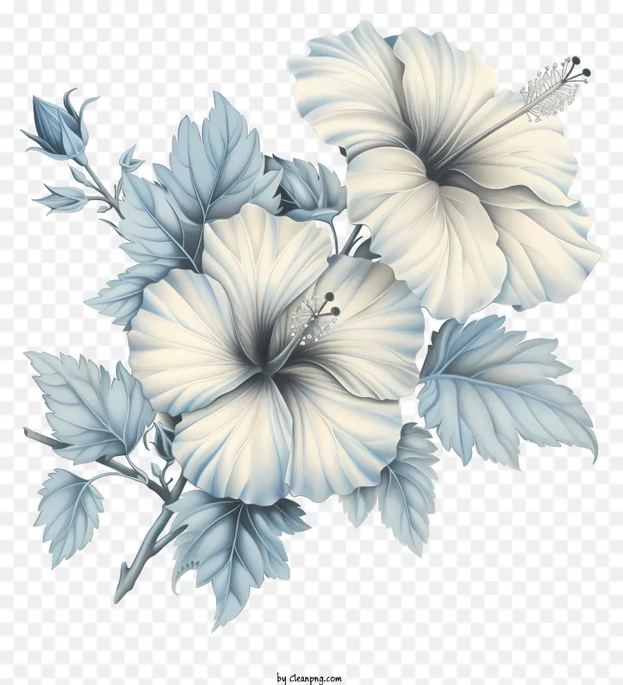 цветок гибискуса，Белые цветы гибискуса PNG