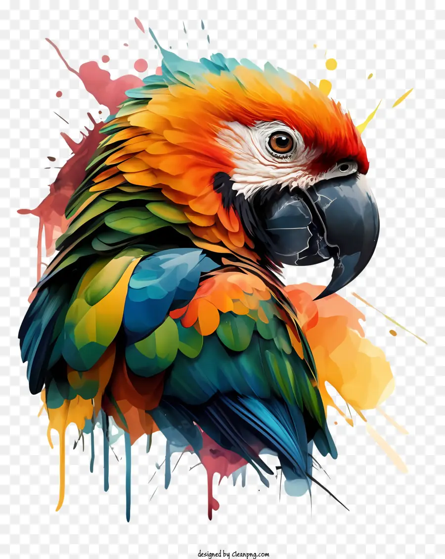 Птица，красочный попугай PNG