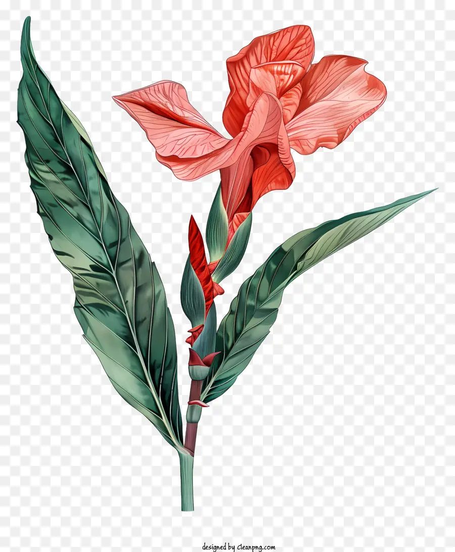 Canna Indica Flower，красный цветок PNG