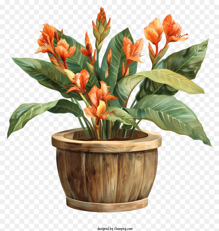 Canna Indica Flower，Bougainvillea Plant PNG