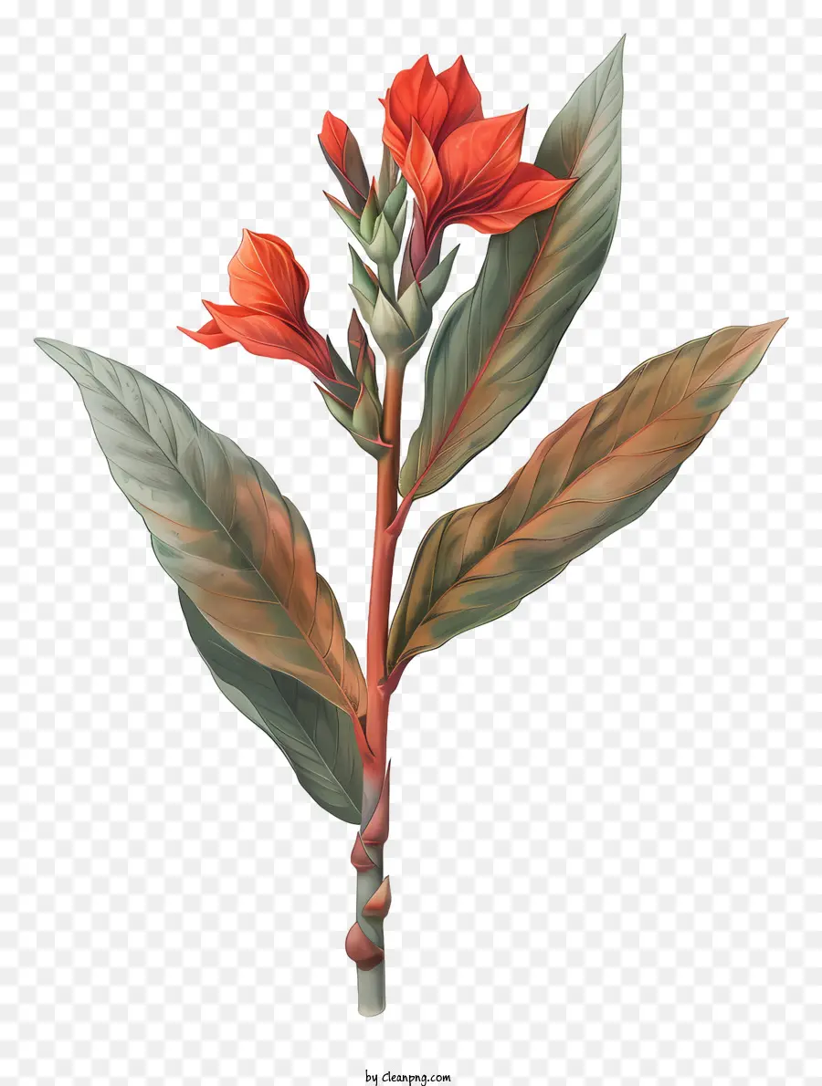 Canna Indica Flower，красный цветок PNG