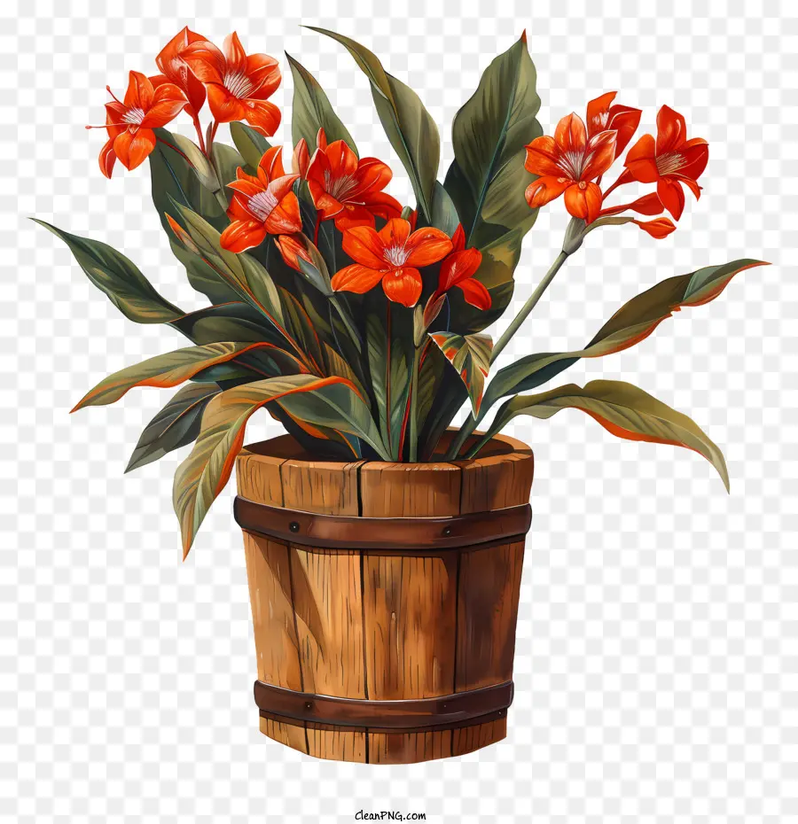 Canna Indica Flowers，деревянное ведро PNG