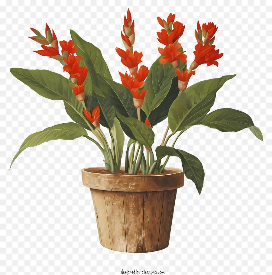 Canna Indica Flowers，горшечные растения PNG