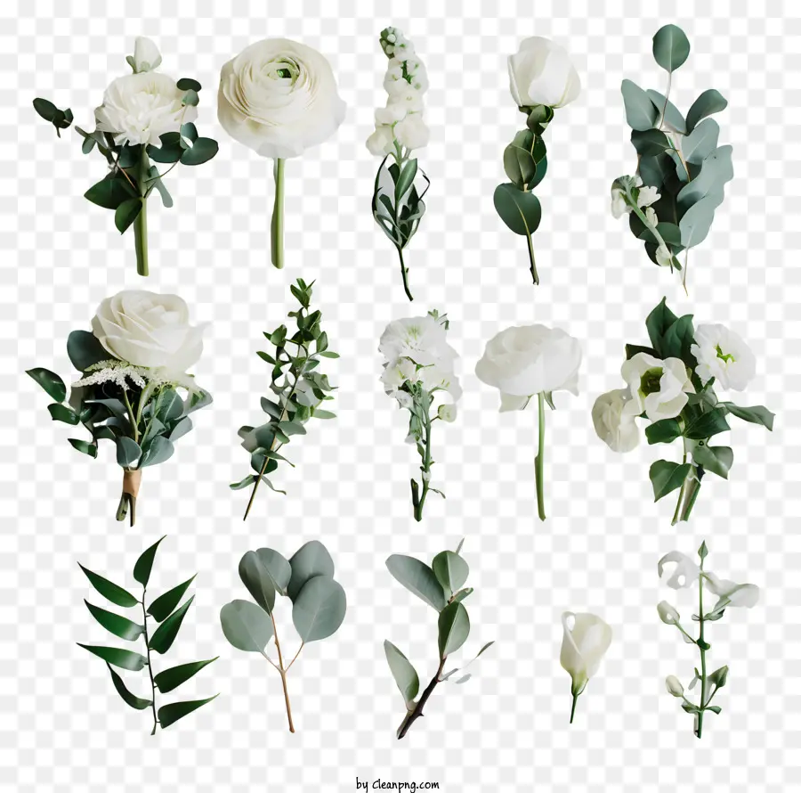 свежие цветы，белые цветы PNG