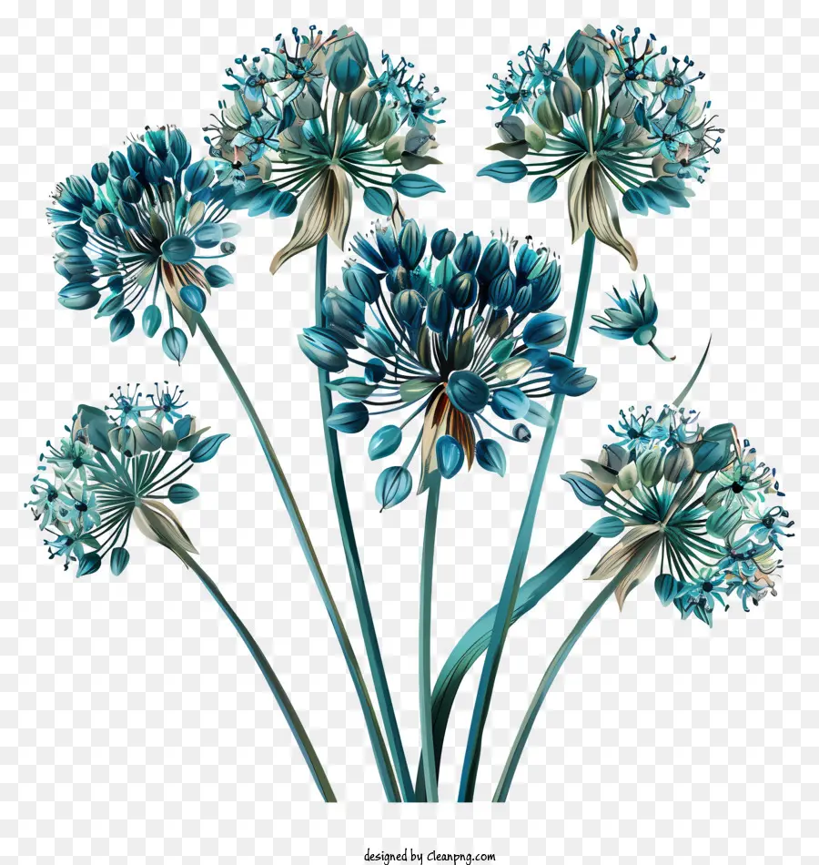 Allium Giganteum Flowers，синие цветы PNG