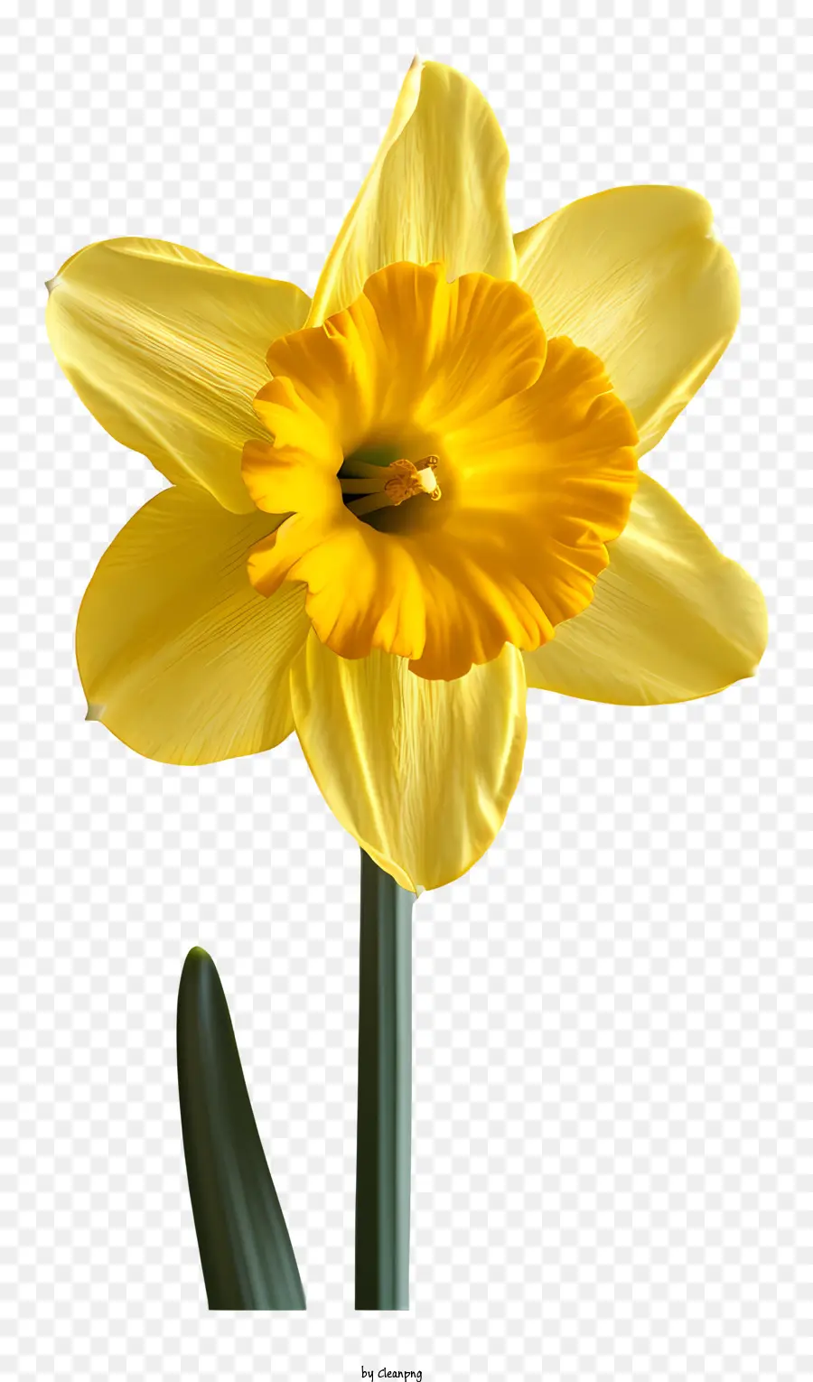 Сент Дэвидса день，желтый цветок PNG