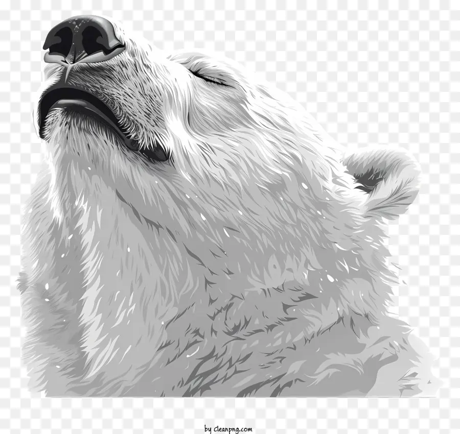 Международный День Полярного Медведя，Белый медведь PNG
