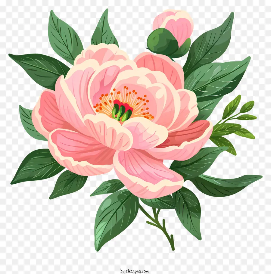 Расположение цветов пиона，Розовый пион цветок PNG