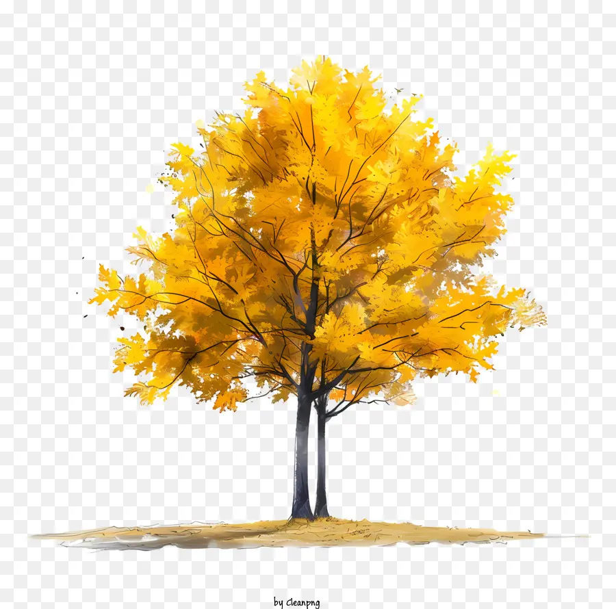 Желтое кленовое дерево，Дерево PNG