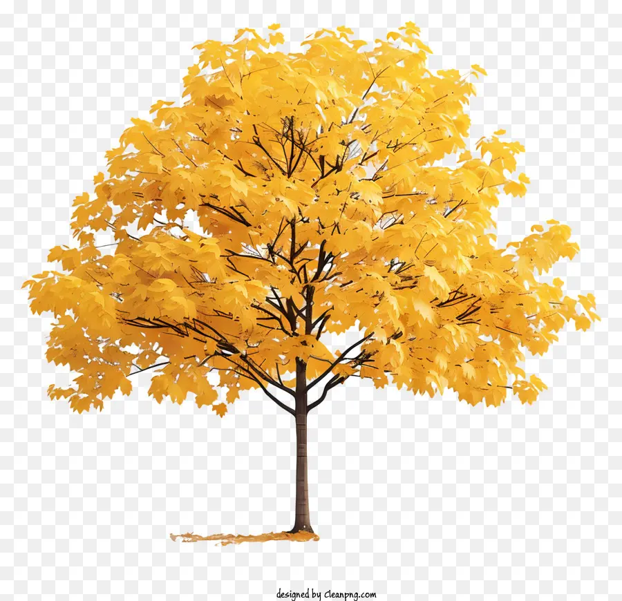 Желтое кленовое дерево，осеннее дерево PNG