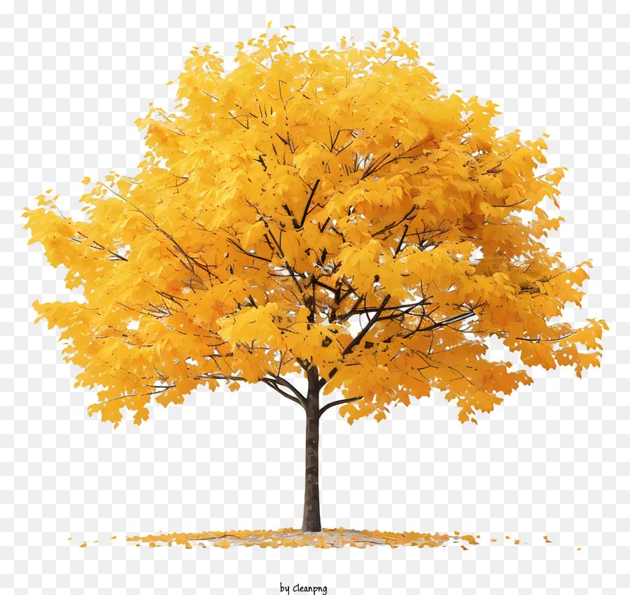 Желтое кленовое дерево，Дерево PNG