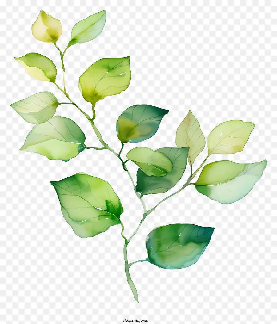 Лифс，Зеленое листовое растение PNG