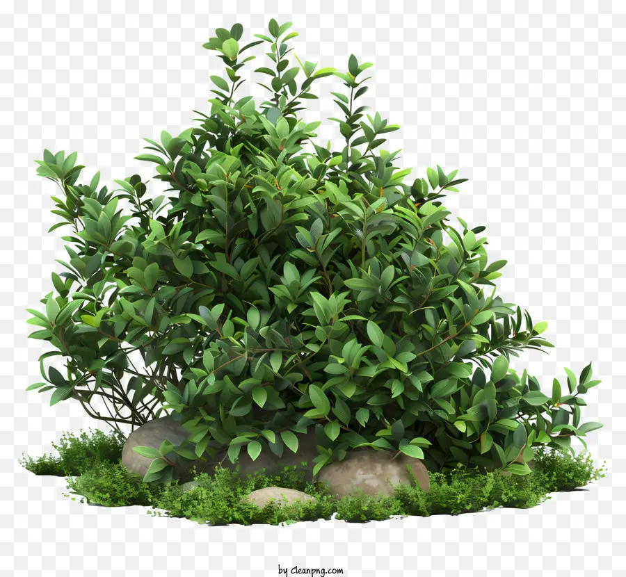 кусты，зеленое растение PNG
