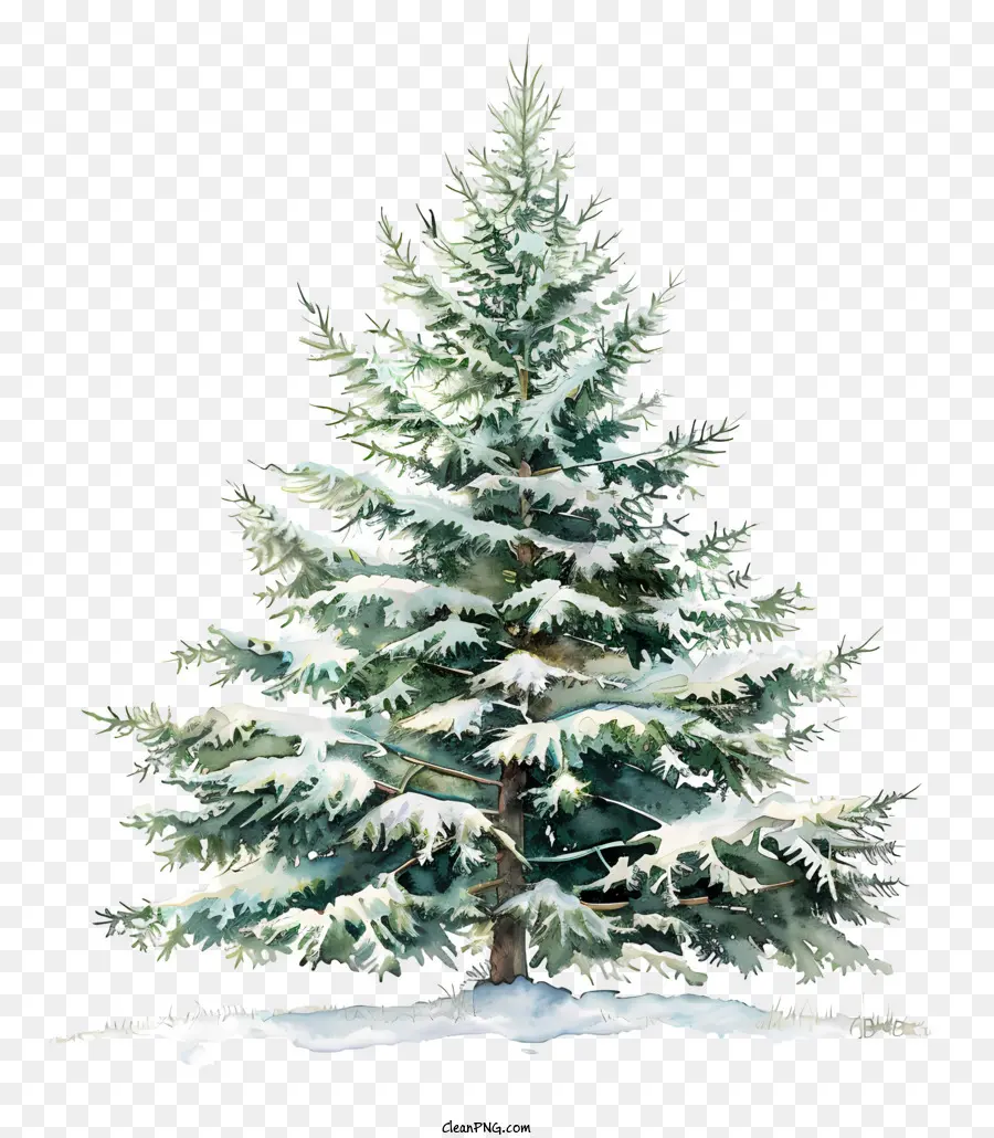 елка，Снежное пихе дерева PNG
