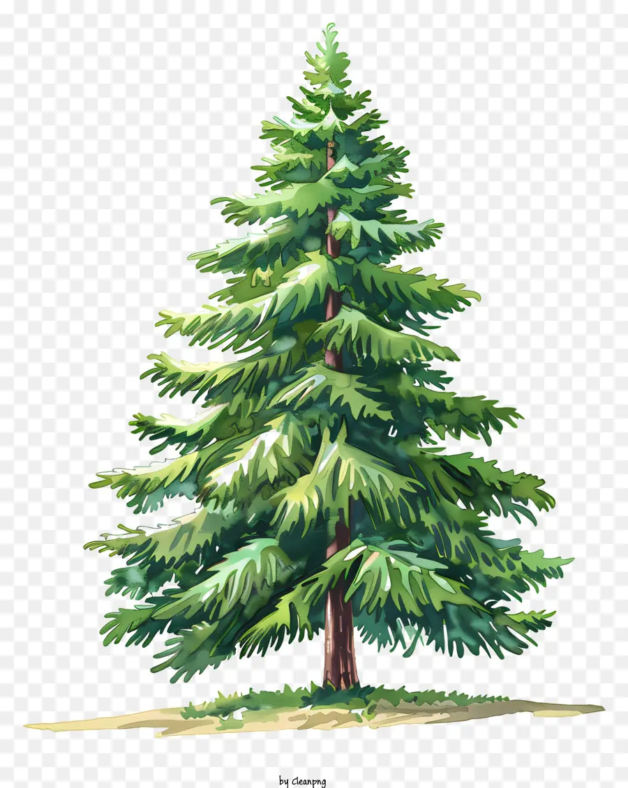 елка，Pine Tree PNG