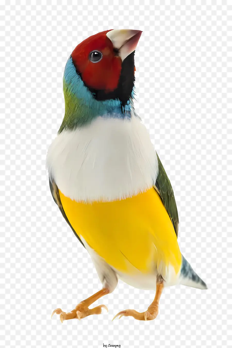 Птица，Попугай PNG