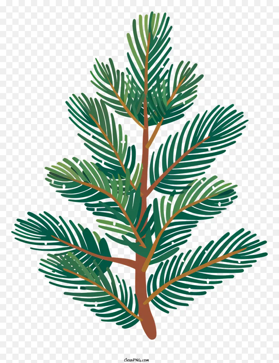ветка елки，Pine Tree PNG