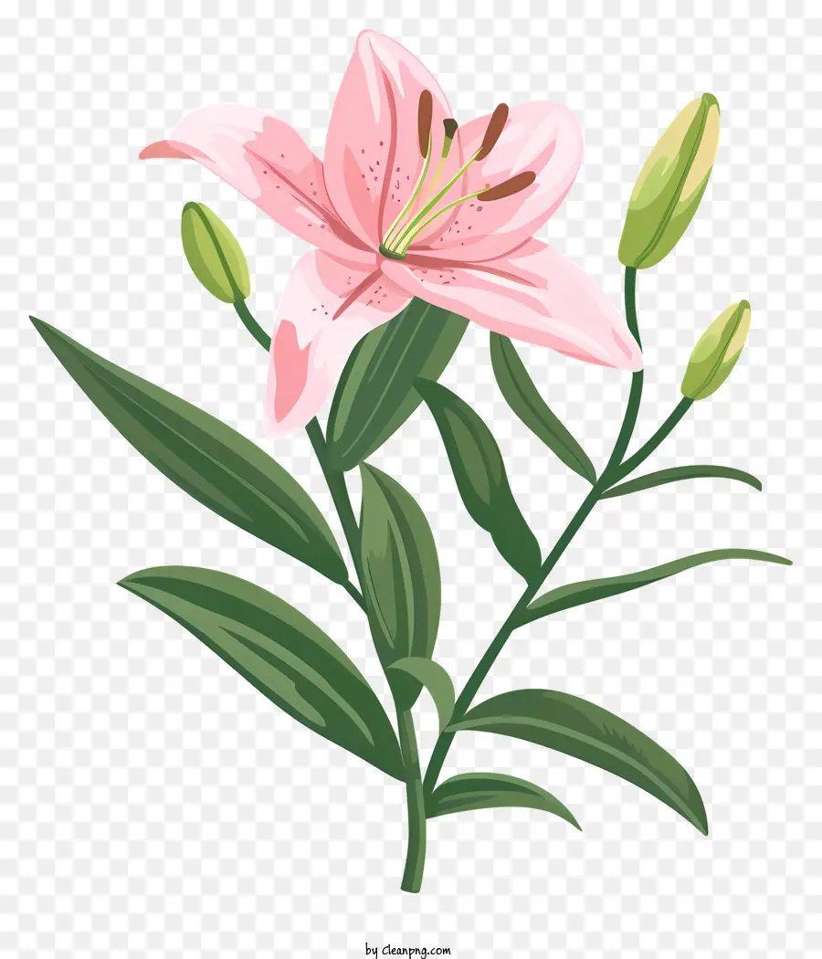 розовая Лилия，цветок PNG