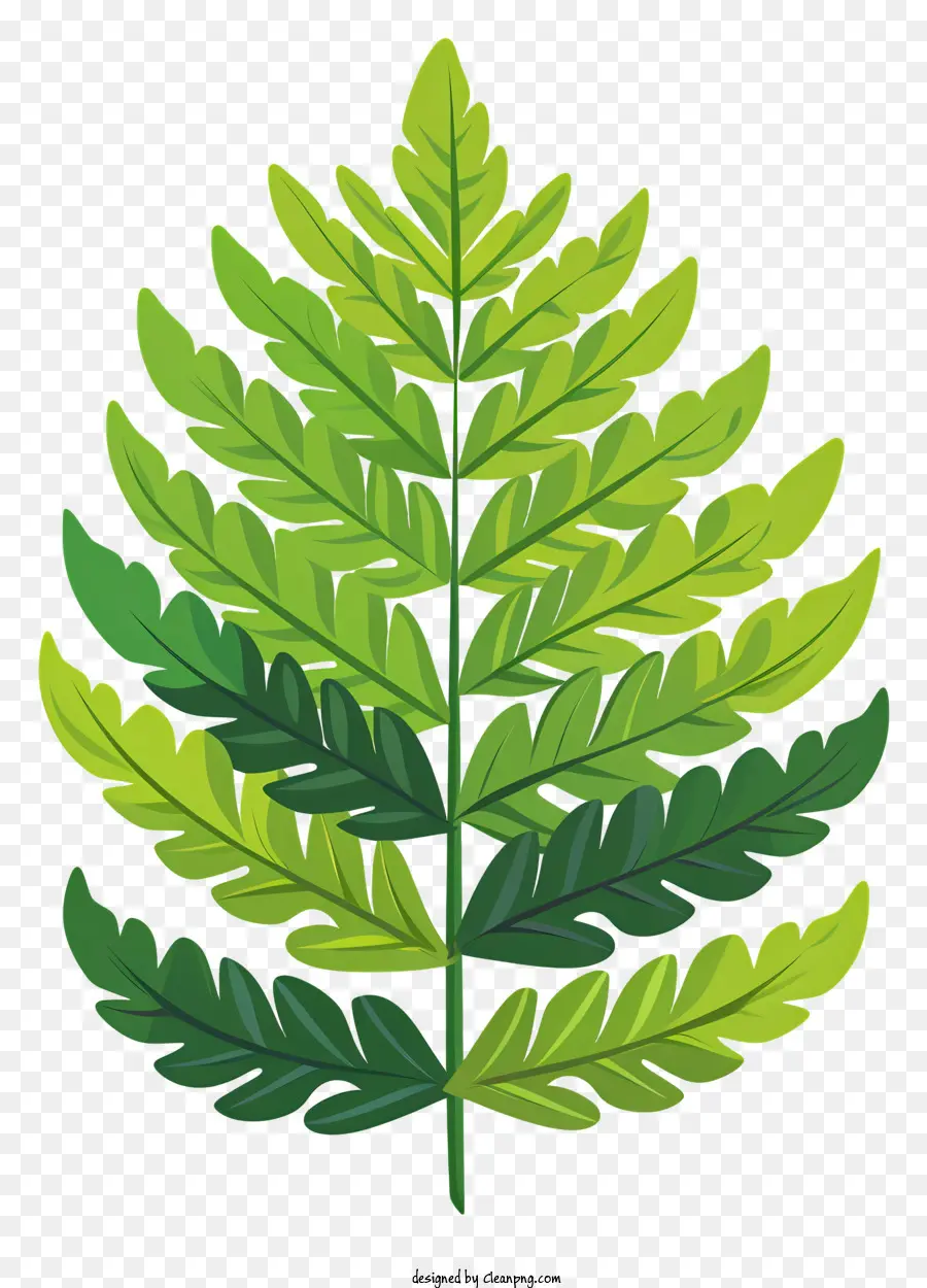 Зеленый папоротник лист，зеленый лист PNG