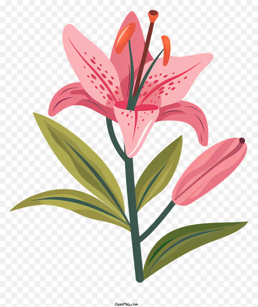 розовая Лилия，Розовый цветок лилии PNG