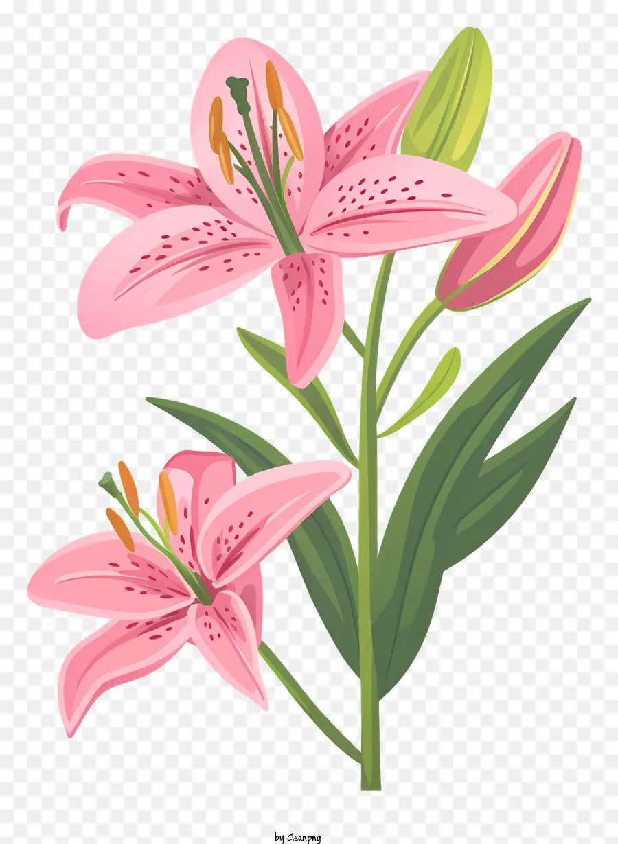 розовая Лилия，Цветочный крупный план PNG