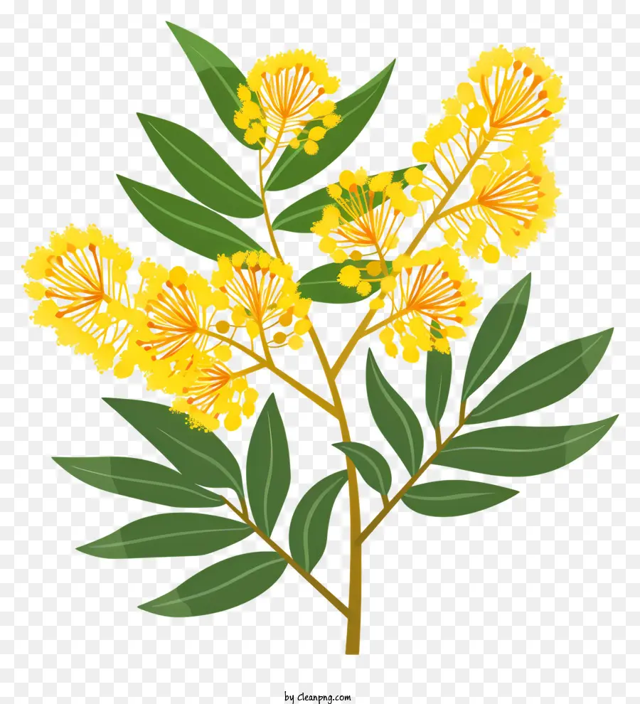 Мимоза，желтые цветы PNG