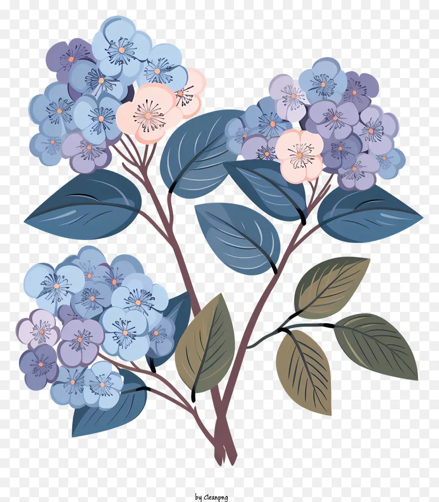 гортензии，синие цветы PNG