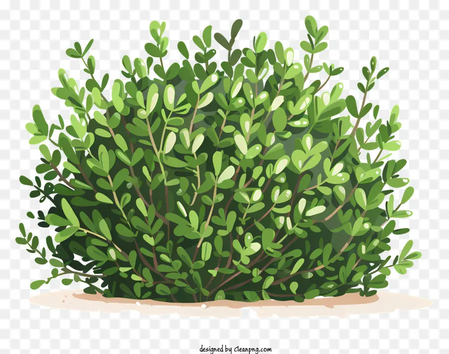 Кустарник，зеленые листья PNG