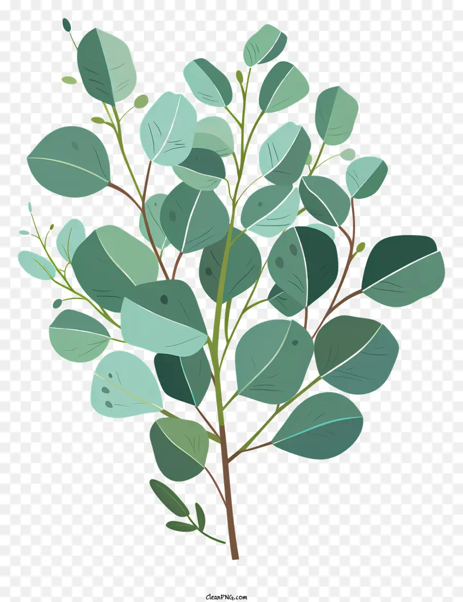 Эвкалипт веточка，вечнозеленое дерево PNG