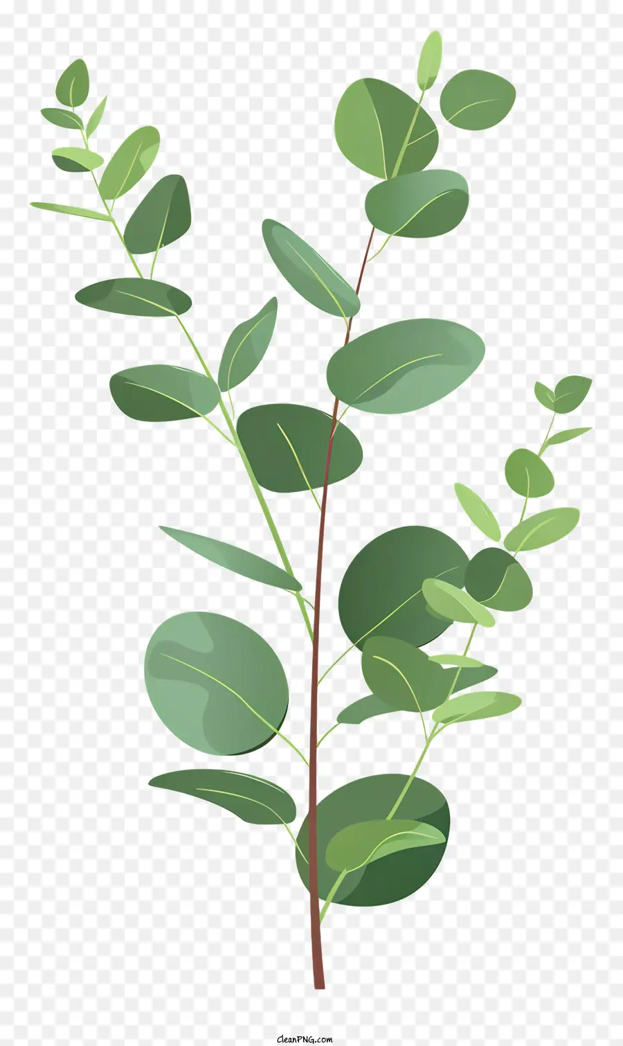 Eucalyptus Twig，зеленые листья PNG