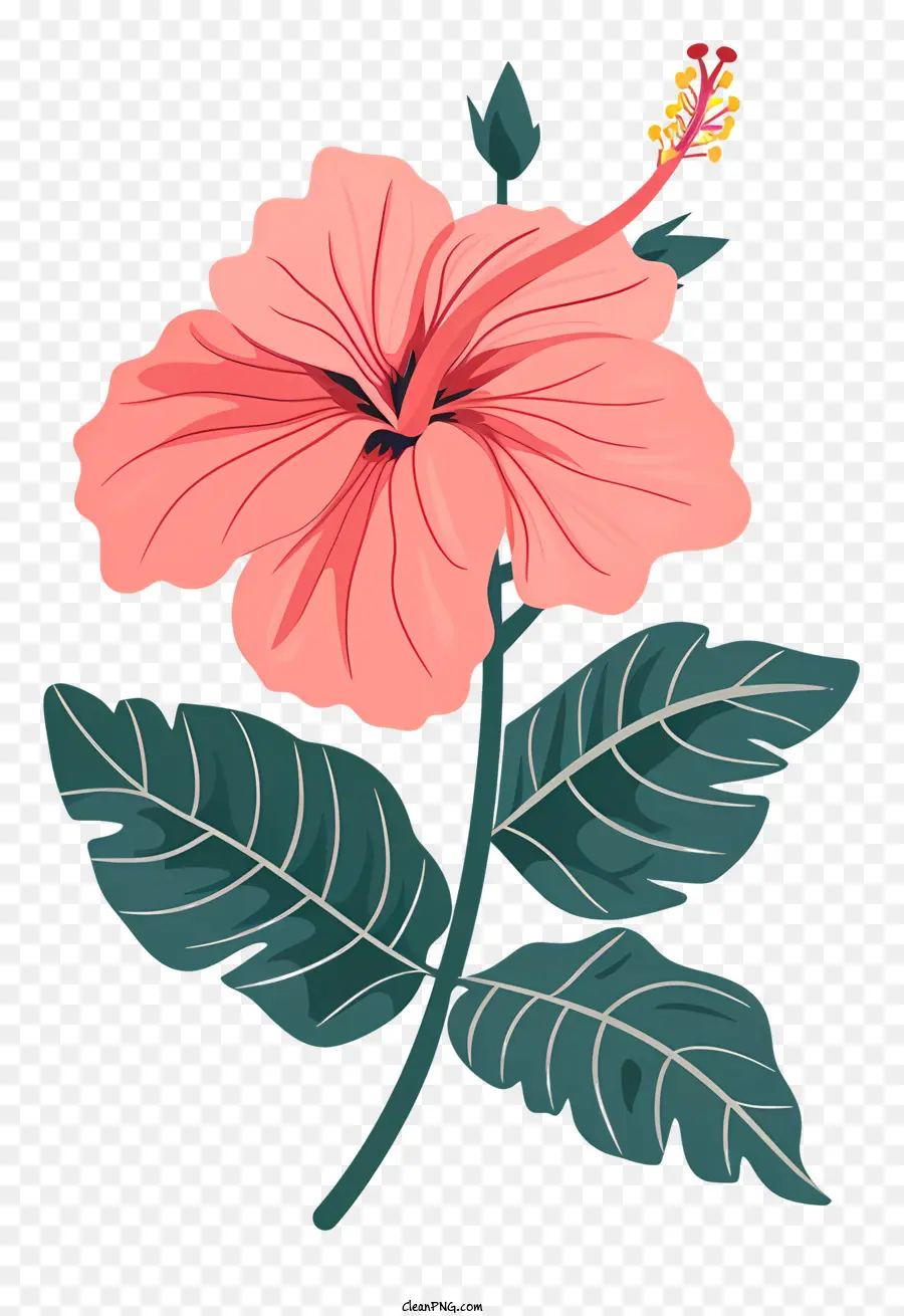 Розовый цветок гибискуса，цветок гибискуса PNG