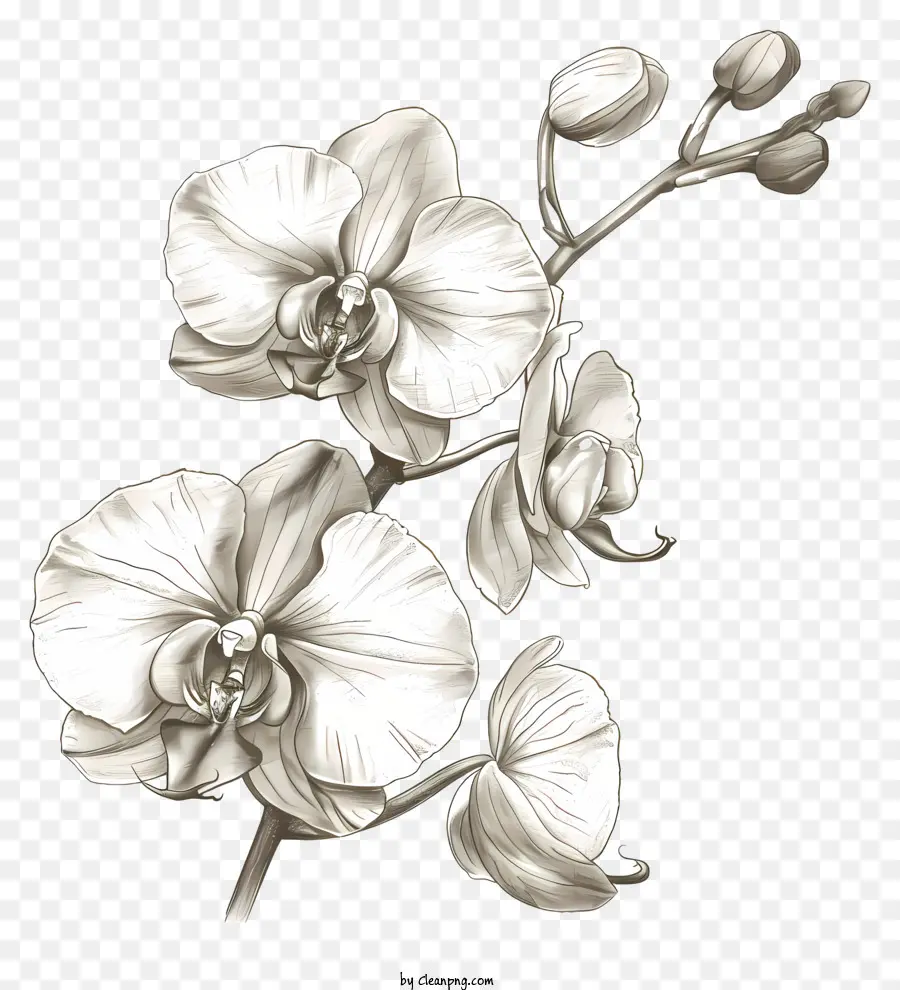 День орхидей，Белая Орхидея PNG