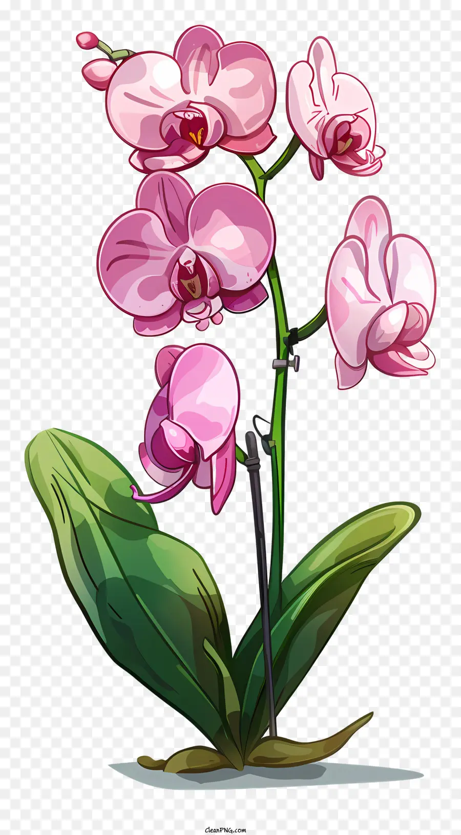 День орхидей，розовые орхидеи PNG