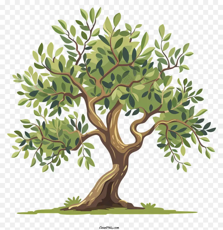 оливковое дерево，зеленое дерево PNG