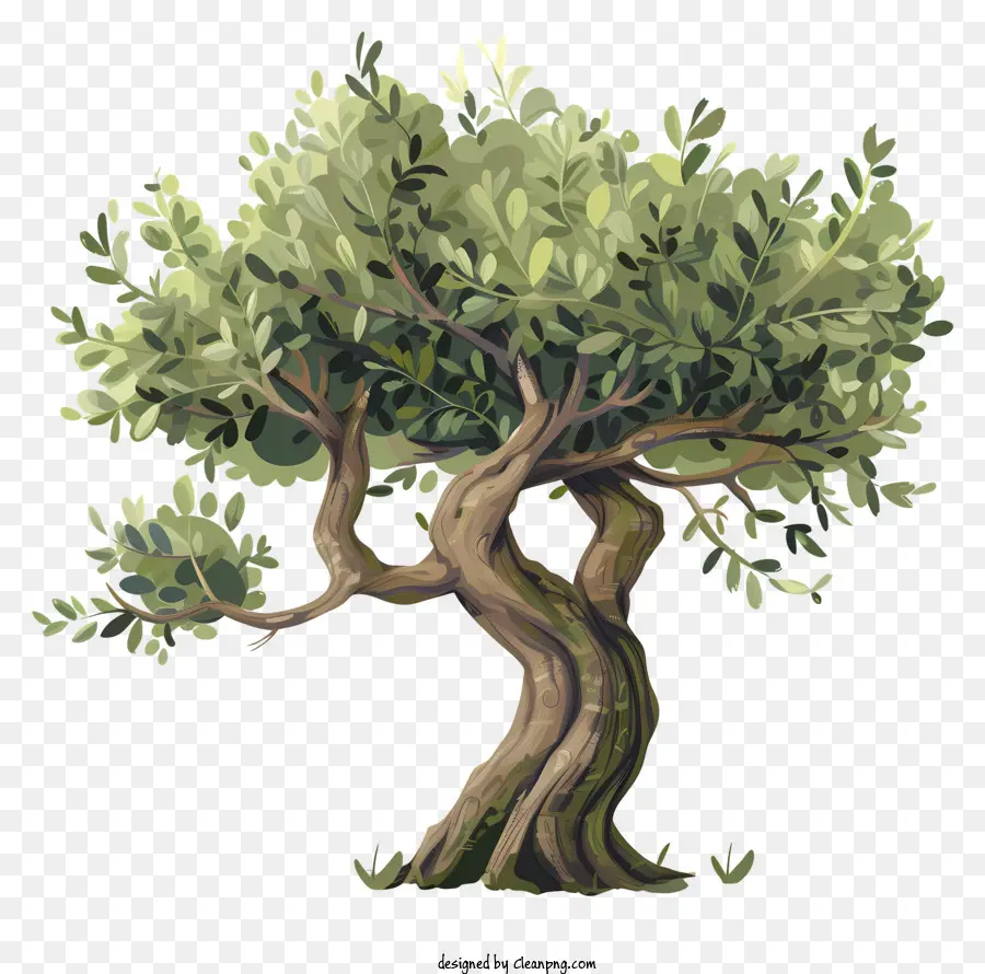 оливковое дерево，корядный ствол PNG