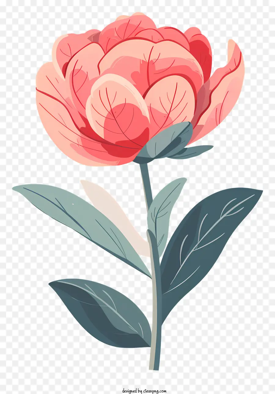 пион цветок，розовый цветок PNG