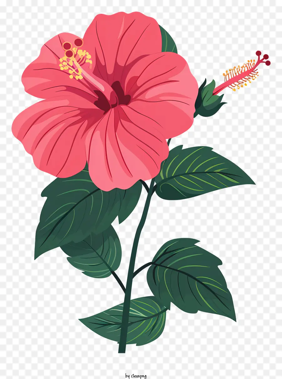 Розовый цветок гибискуса，розовый цветок PNG