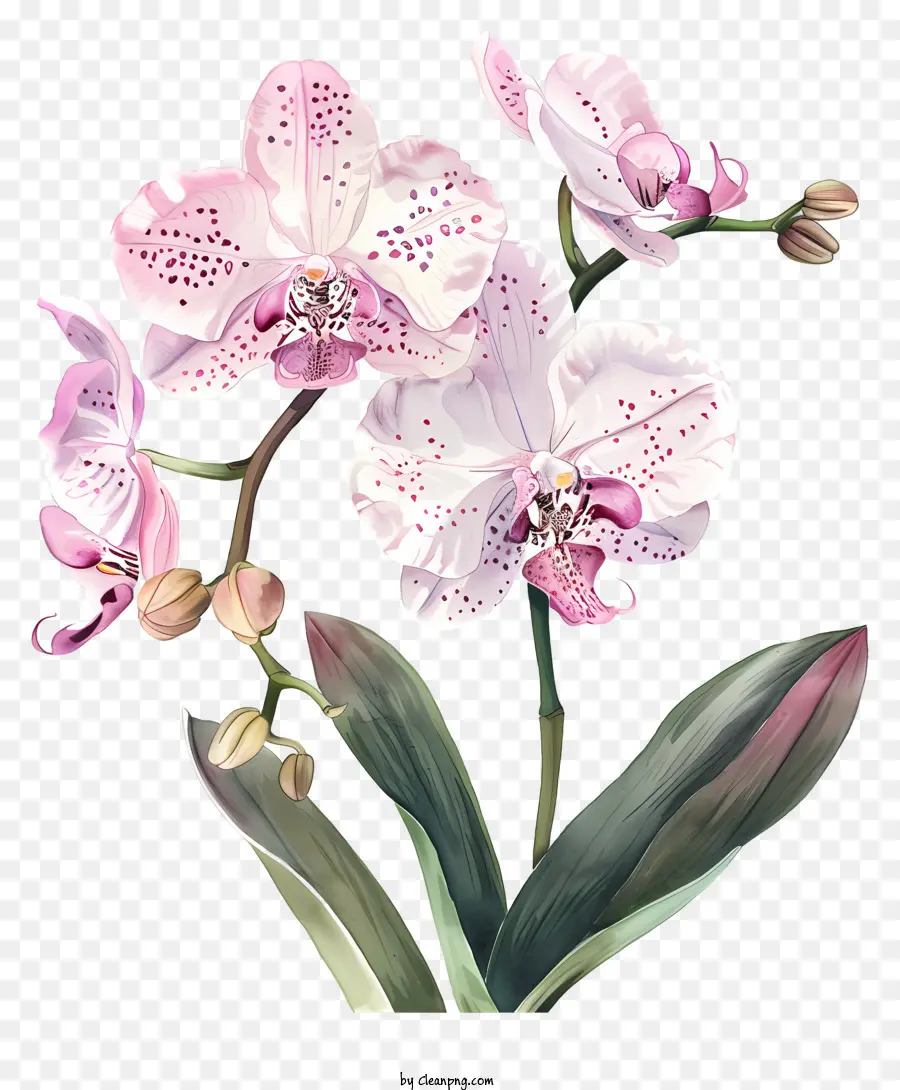 День орхидей，акварельная живопись PNG