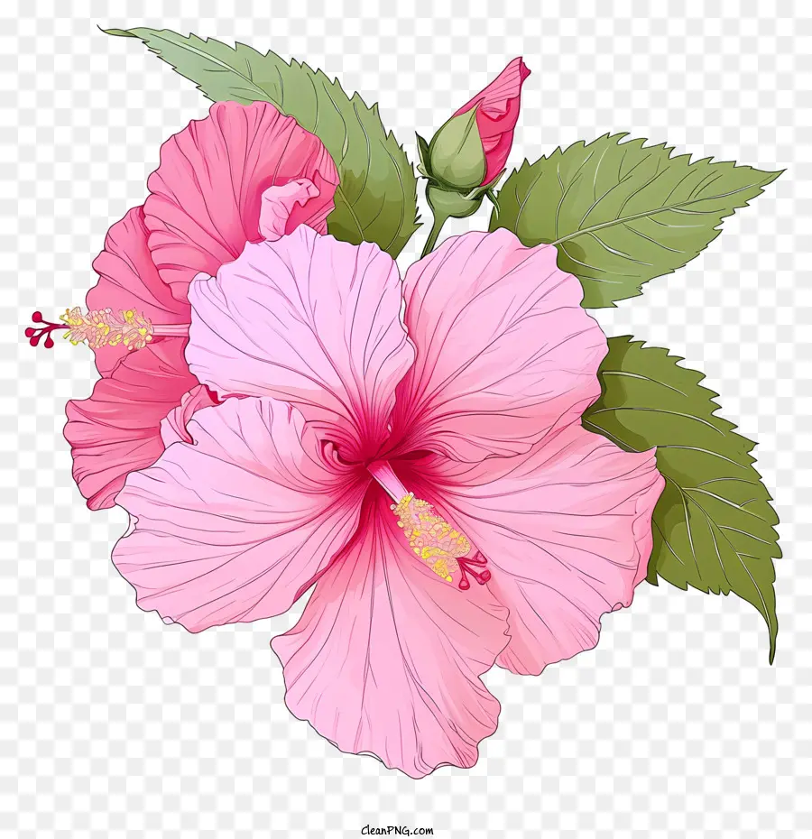 Розовый цветок гибискуса，Розовый гибикус PNG