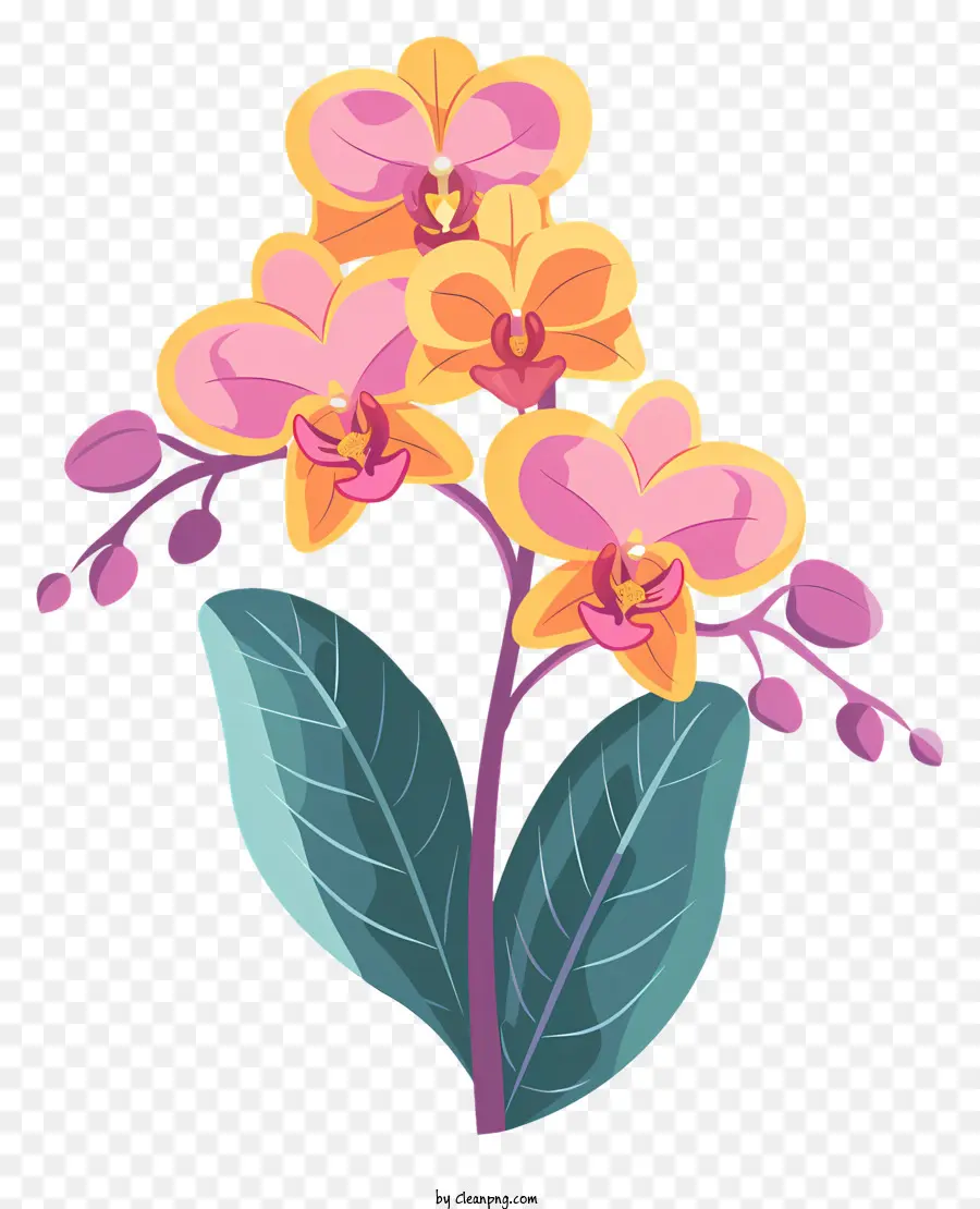 День орхидей，цветок PNG