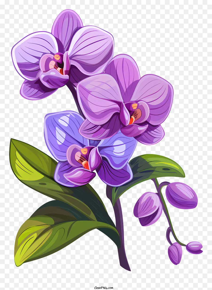 День орхидей，фиолетовые орхидеи PNG