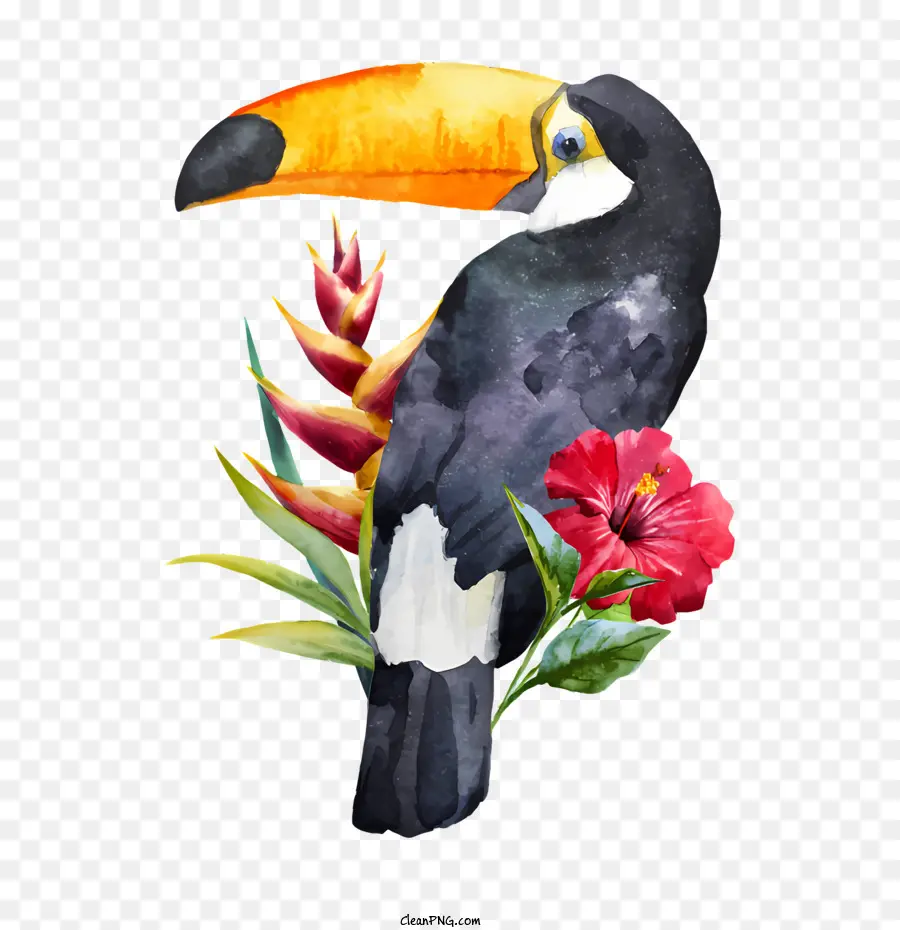 Birds，акварельные иллюстрации PNG
