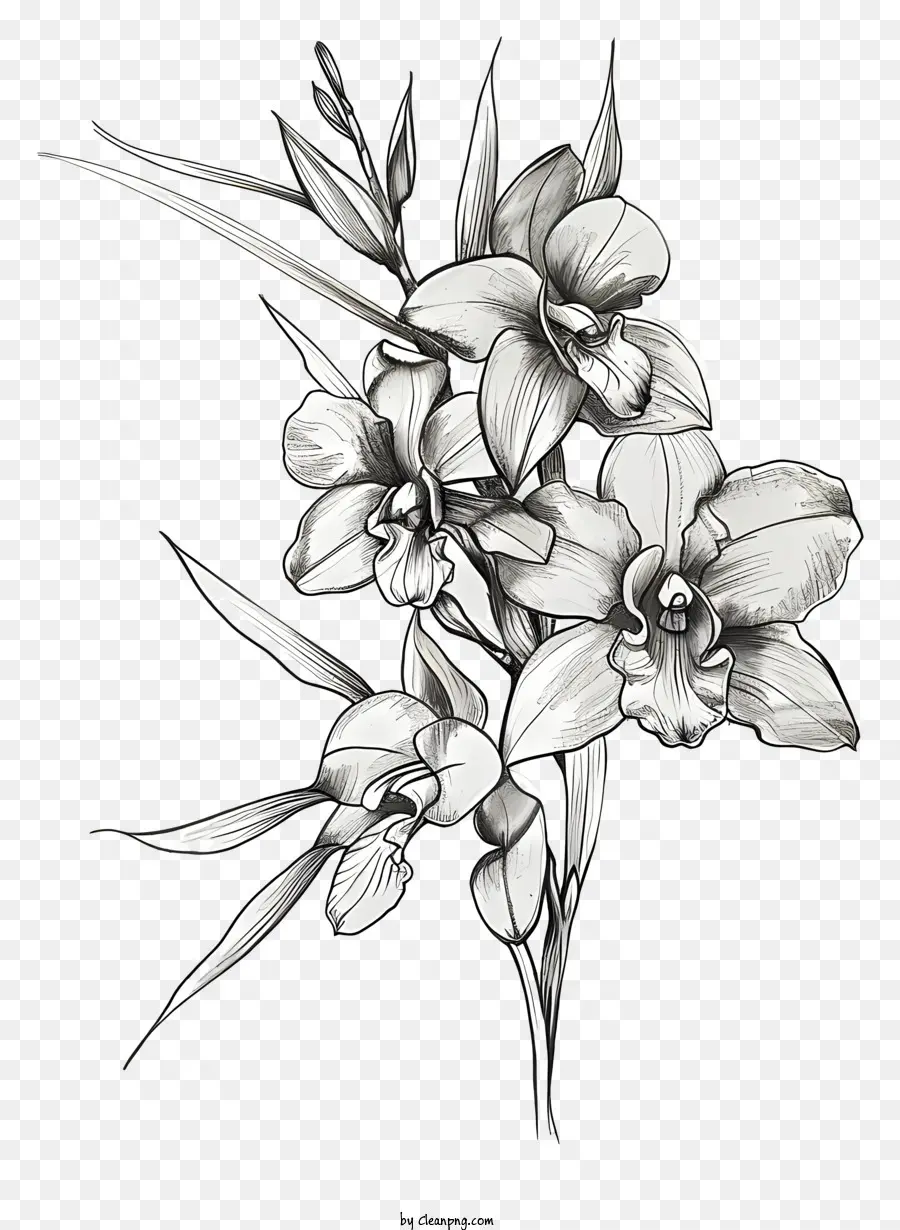 День орхидей，Орхидеи PNG