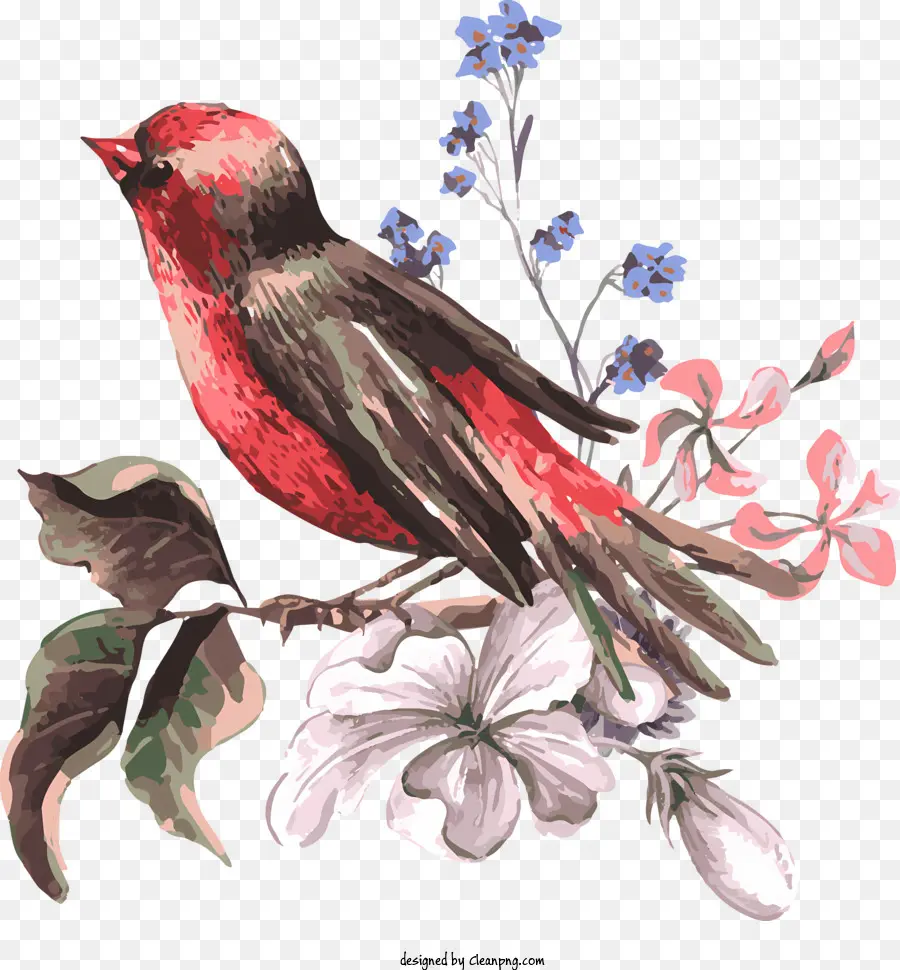 Birds，красная птица PNG