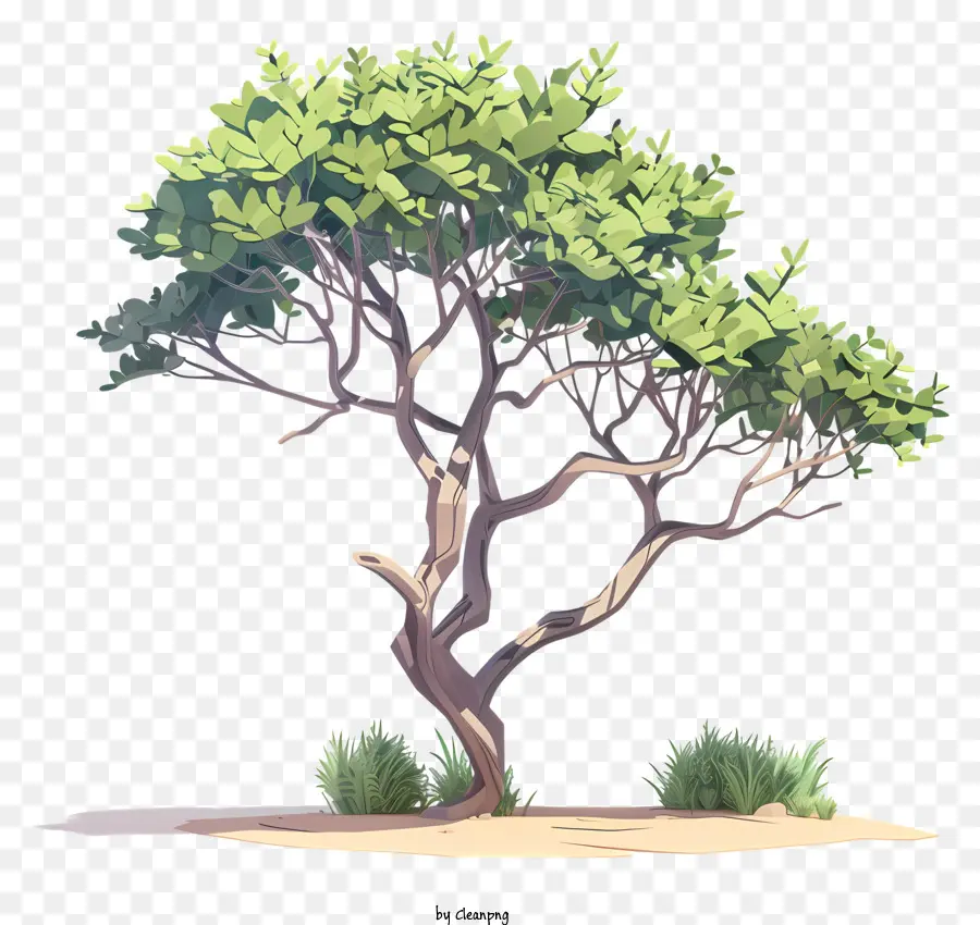 3d Acacia Tree，пышные листья PNG