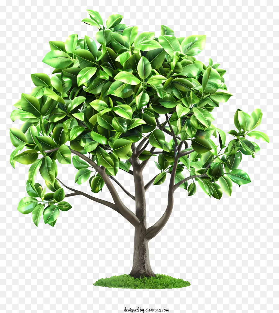 День Древонасаждения，зеленое дерево PNG