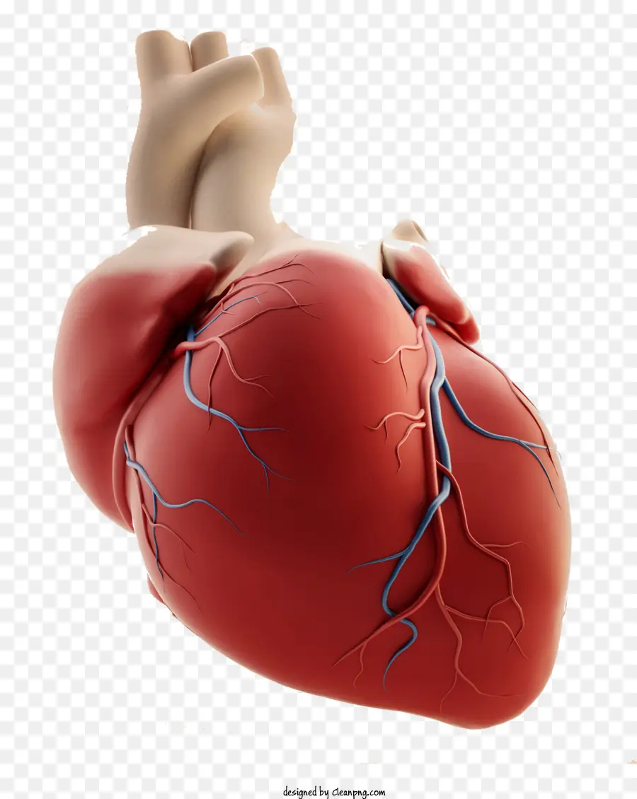 сердце，Человеческое сердце PNG