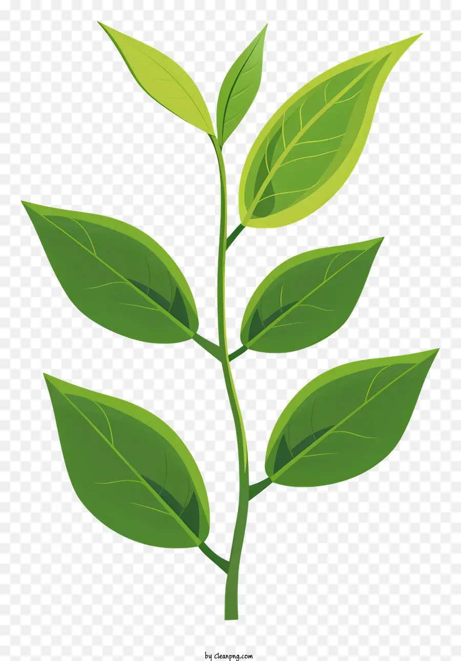 листья зеленого чая，Зеленое листовое растение PNG