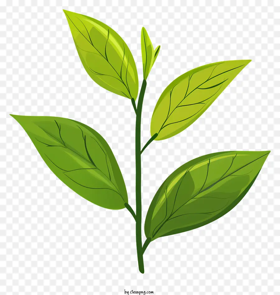 листья зеленого чая，зеленый лист PNG