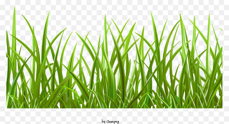 весенняя граница травы，зеленая трава PNG
